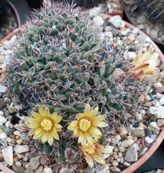 Preview: Mammillaria crassimammillis